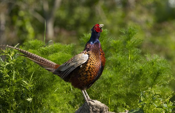 Pheasant