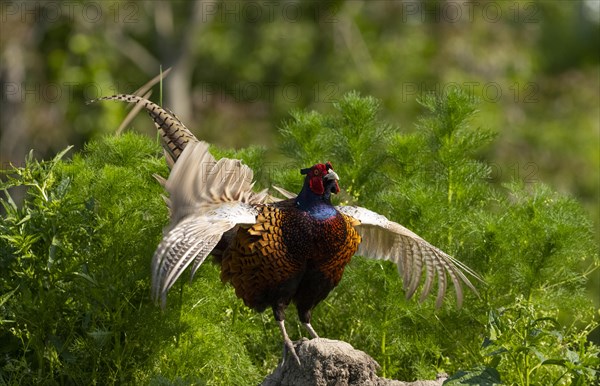 Pheasant