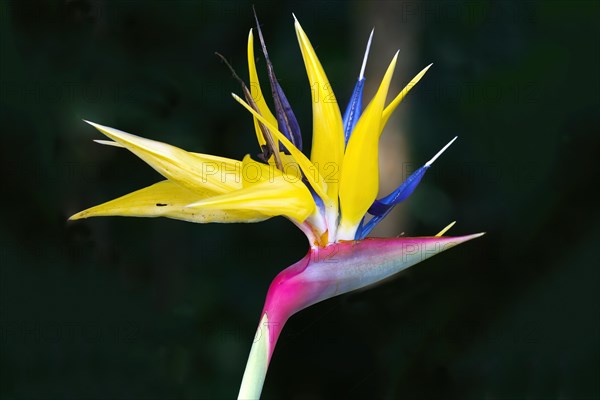 Bird of Paradise