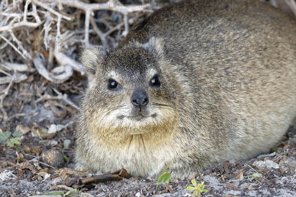 Hyrax