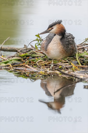 Great Crested Grebe