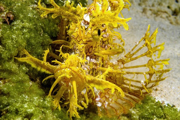 Frontal close-up of head of yellow popeyed scorpionfish