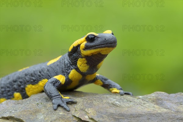 Fire salamander