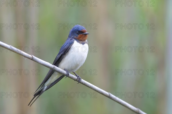 Barn swallow