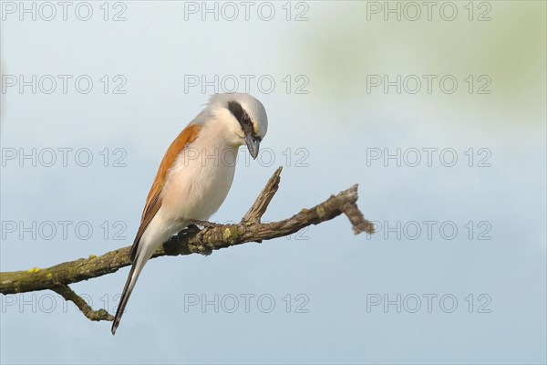 Red-backed Shrike