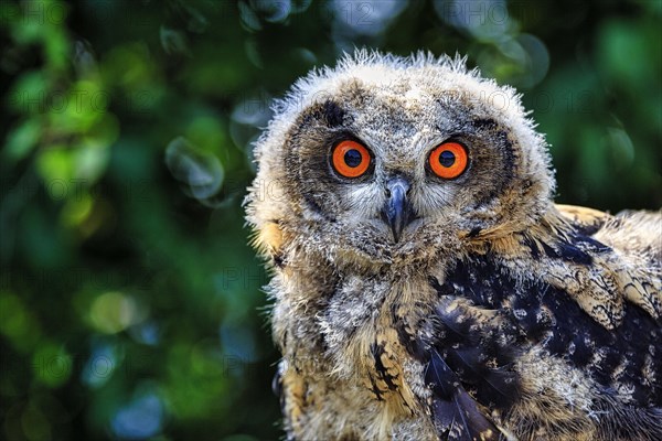 Eurasian eagle-owl