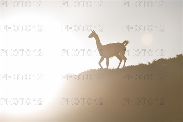 Guanaco