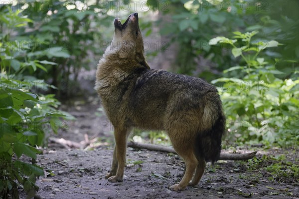 Golden jackal