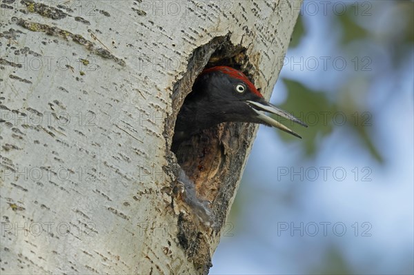 Black woodpecker