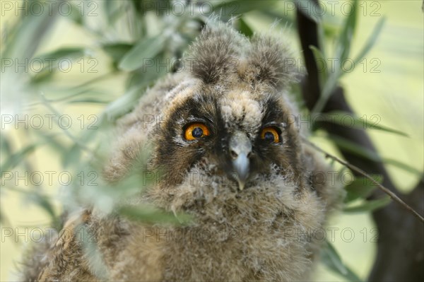 Long-eared owl