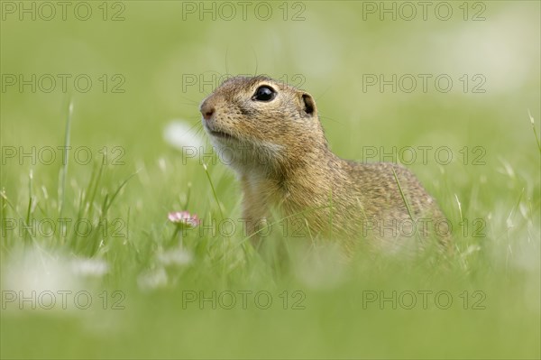 Gopher