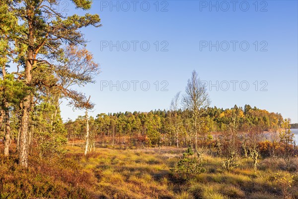 Pine forest on a bog by a lake in autumn