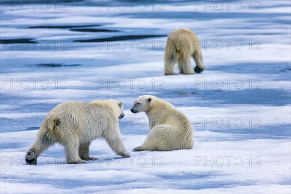 Polar bear with cubs on the ice in the Arctic