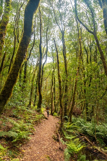 Trail in the evergreen cloud forest of Garajonay National Park