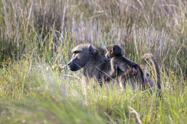 Chakma baboon or bear baboon