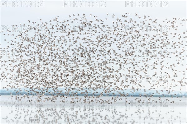 Shorebirds