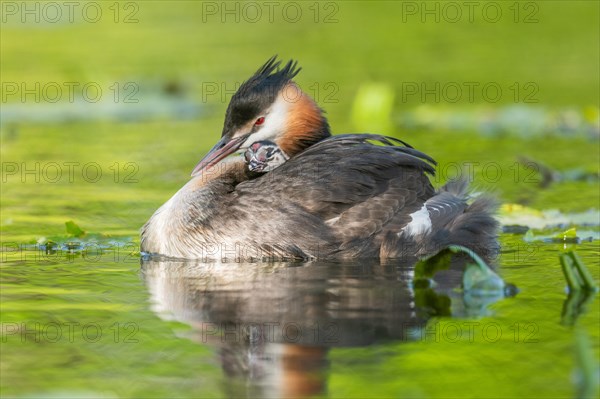 Great Crested Grebe