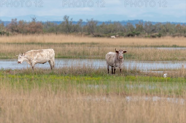 Grazing cows in a swamp in the Rhone delta. Saintes Maries de la Mer