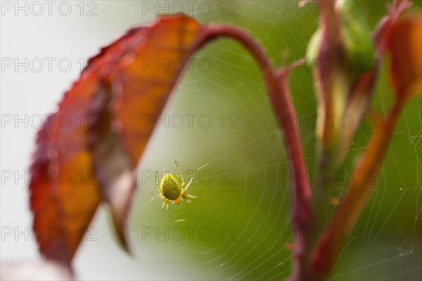 Cucumber green spider