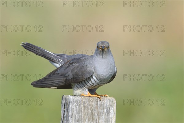 Common cuckoo