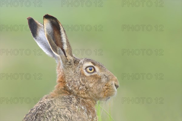 European hare