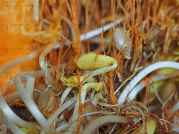 Pumpkin seeds sprouts