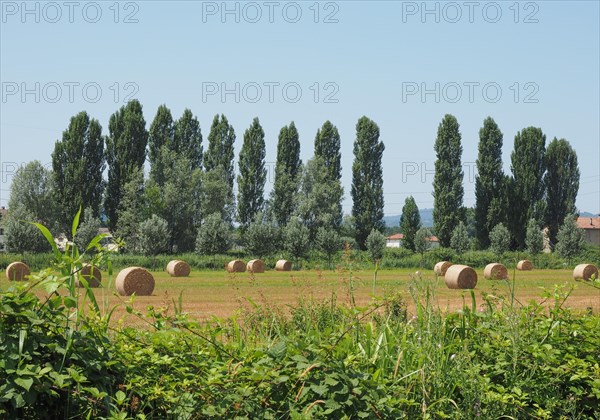 Round hay bales in a field in summer