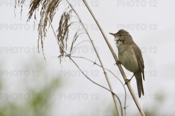 Reed warbler