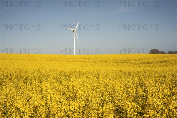 Wind power turbine in a blooming rapeseed fields in Ystad municipality
