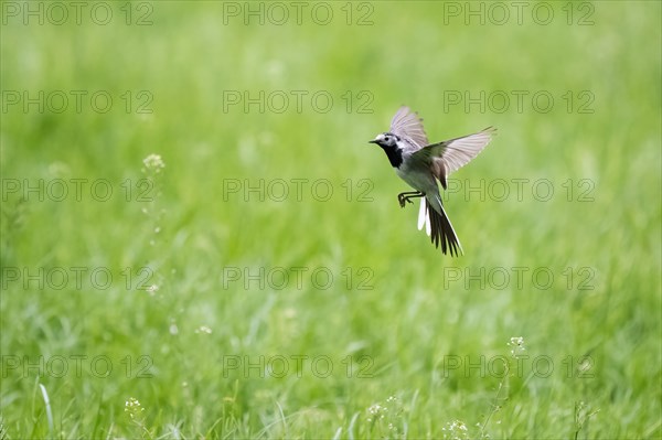 White wagtail