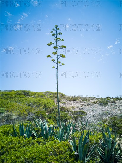 Monumental agave flower in Mallorca