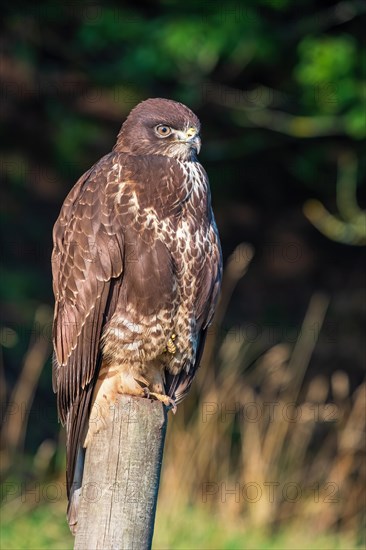 Common buzzard