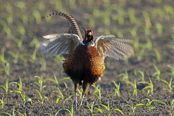 Pheasant