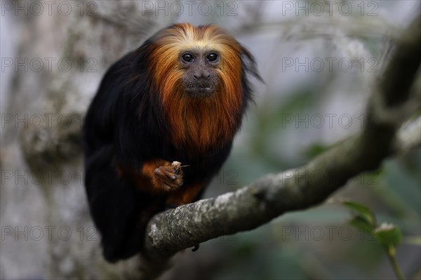 Golden-headed lion monkey