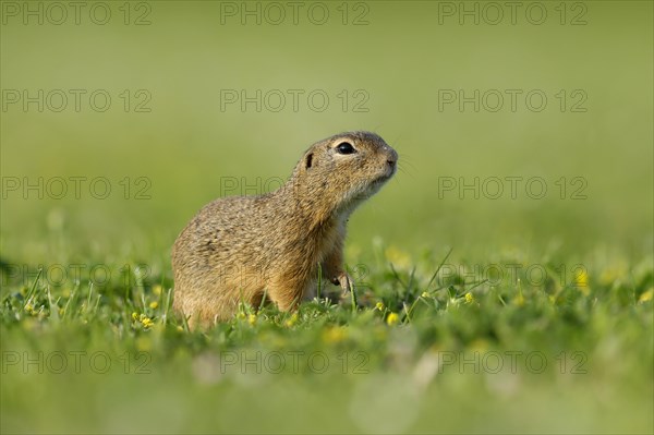 Gopher