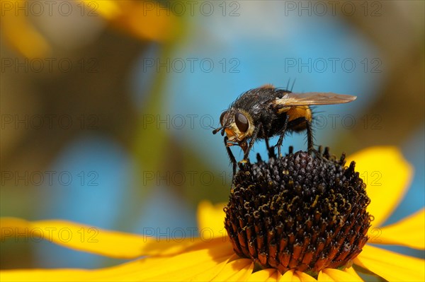 Hedgehog fly