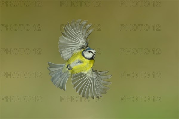 Blue Tit