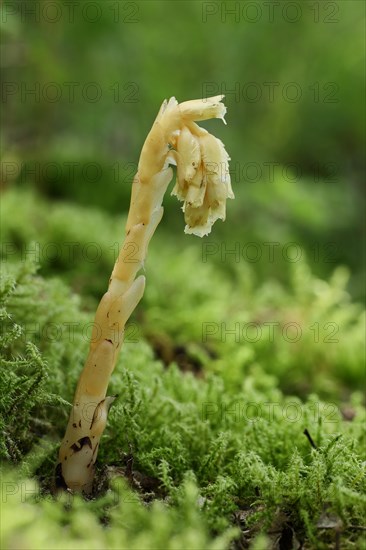 Dutchman's pipe