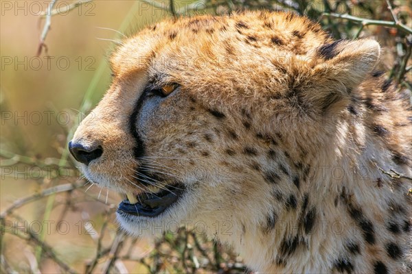 Close up at a Cheetah