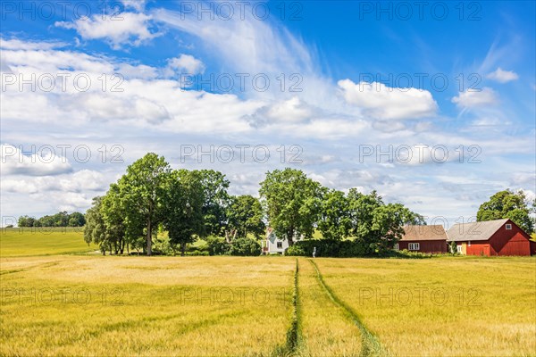 Country farm in a grove of trees by a cornfield in Sweden