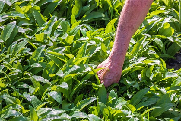 Man picking leaves of wild garlic