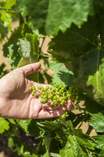 Wonderful view of traditional vineyard