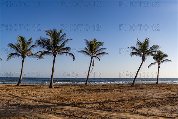 Palm trees in backlight on Mughsail beach