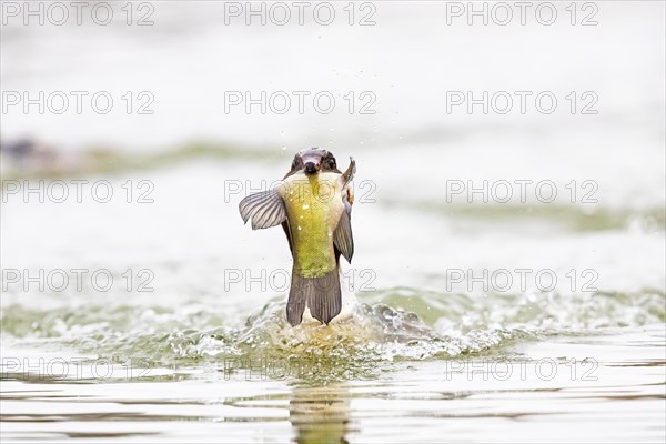 Common merganser