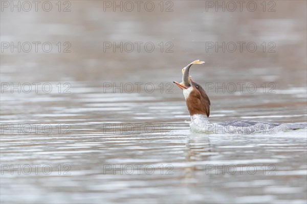 Common merganser