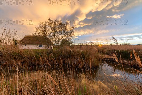 Thatched hut Gardian's hut in the marshes at sunset. Saintes Maries de la Mer