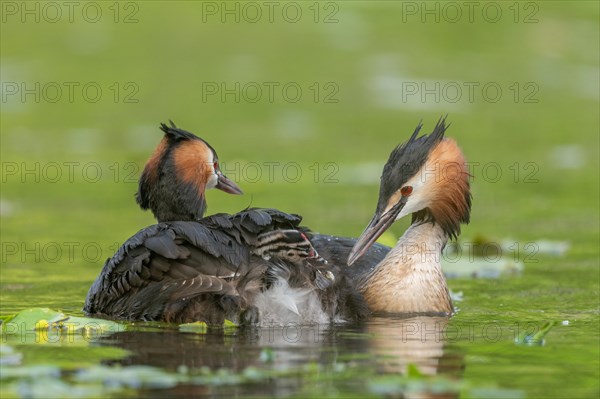 Great Crested Grebe