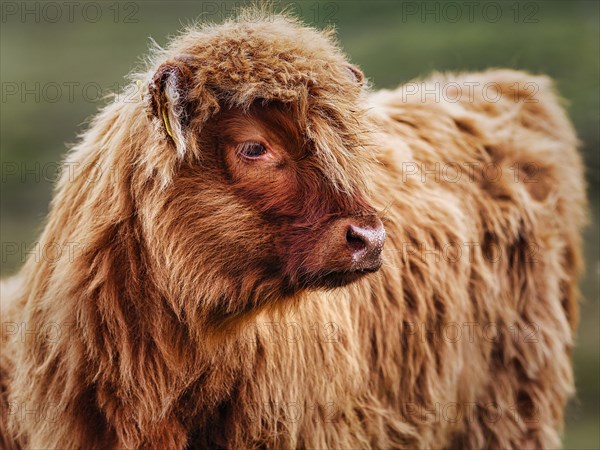 Scottish Highland Cattle