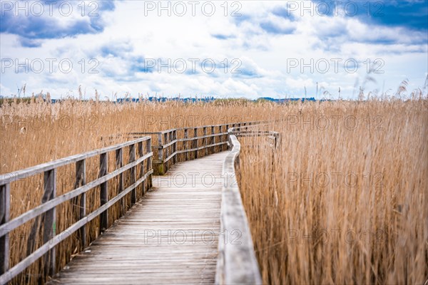 Footbridge on the lake with reeds