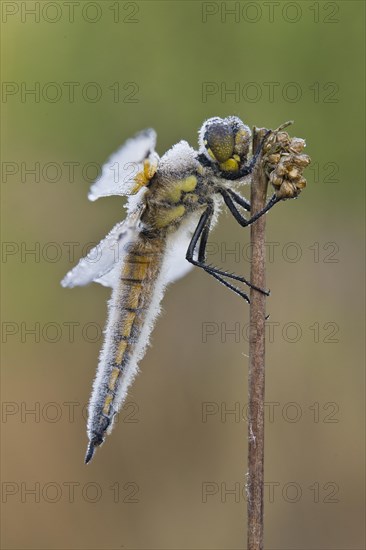 Four-spotted chaser